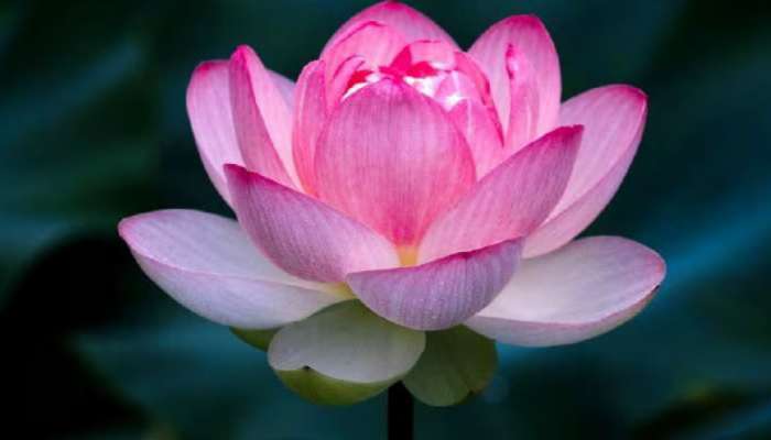 Lotus Health Benefits: తామర పువ్వుల్లో దాగిన ఆరోగ్య ప్రయోజనాలు.. తెలిస్తే షాక్