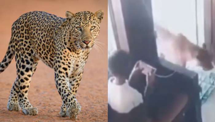 Leopard Enters Office: బుడ్డోడి తెలివి మాములుగా లేదుగా.. గదిలో చిరుతను బంధించిన ఏంచేశాడో తెలుసా..?.. వీడియో వైరల్..