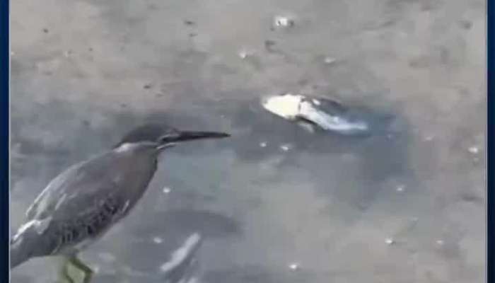 Sarus crane saves fish life video goes viral pa