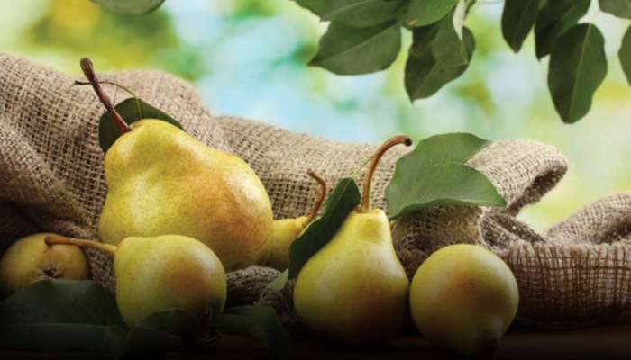 Pear Fruit: పియర్ ఫ్రూట్ వల్ల కలిగే 5 ఆరోగ్య ప్రయోజనాలు ఇవే..!