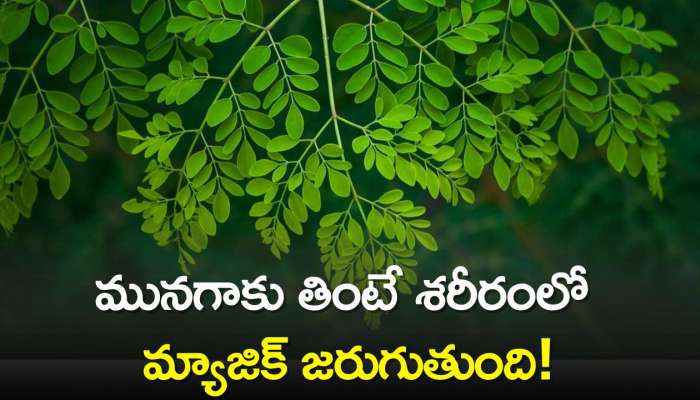 Moringa Leaves Bumper Benefits: మధుమేహం ఉన్నవారు మునగాకు తింటే శరీరంలో మ్యాజిక్‌ జరుగుతుంది!