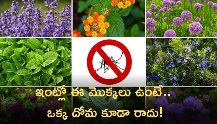 Repellent Plants: ఇంట్లో ఈ మొక్కలు ఉంటే.. ఒక్క దోమ కూడా రాదు!