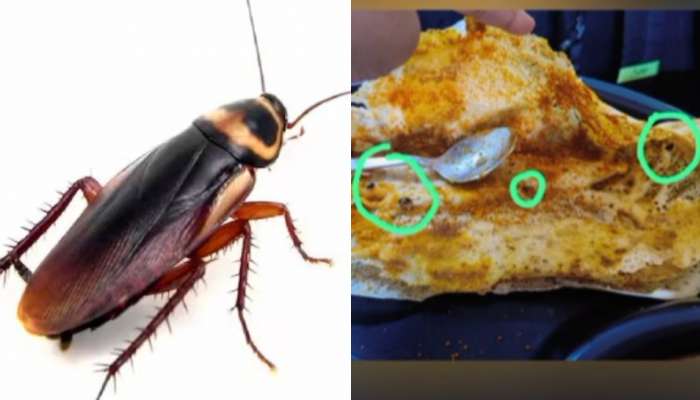 Cockroaches: అమ్మబాబోయ్.. ఒక దోశలో 8 బొద్దింకలు.. వైరల్ గా మారిన షాకింగ్ వీడియో..