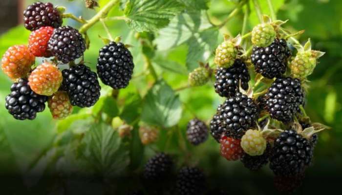 Blackberry Fruit: బ్లాక్‌బెర్రీలో దాగి ఉన్న ఆరోగ్య రహస్యాలు ఇవే.. దీంతో అనారోగ్య సమస్యలకు చెక్‌!