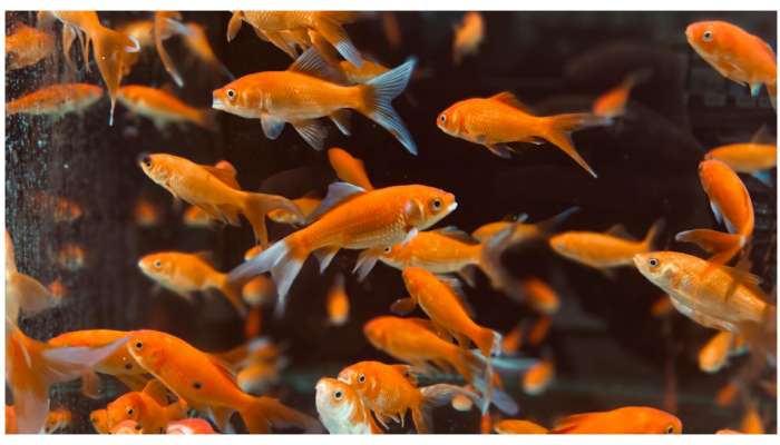 Aquarium Vastu Tips: ఇంట్లో అక్వేరియం పెట్టుకుంటున్నారా? అందులో ఎన్ని చేపలు.. ఏ రంగులో ఉండాలో తెలుసా?