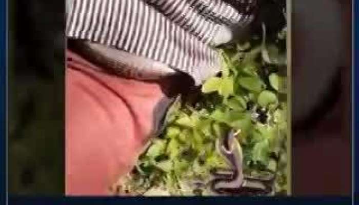 Cobra snake enters man pants video viral pa
