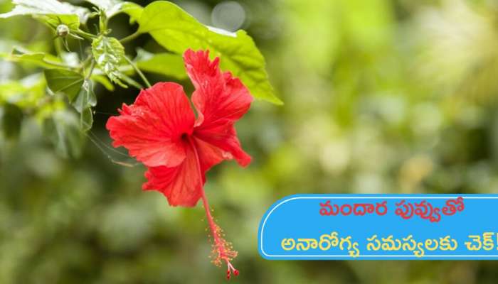 Hibiscus Flower: మందార పువ్వు ఆరోగ్యానికి అద్భుతమైన ఔషధం!