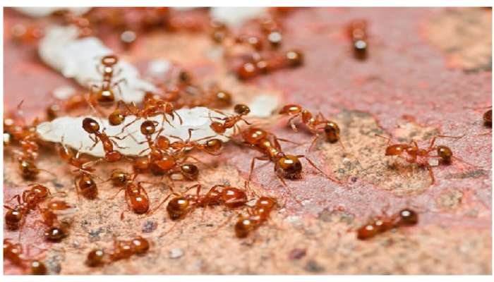 Get Rid Of Ants: ఇంట్లో చీమల బెడద ఎక్కువైందా? ఈ ఒక్క రెమిడీతో చిటికెలో పారిపోతాయి..