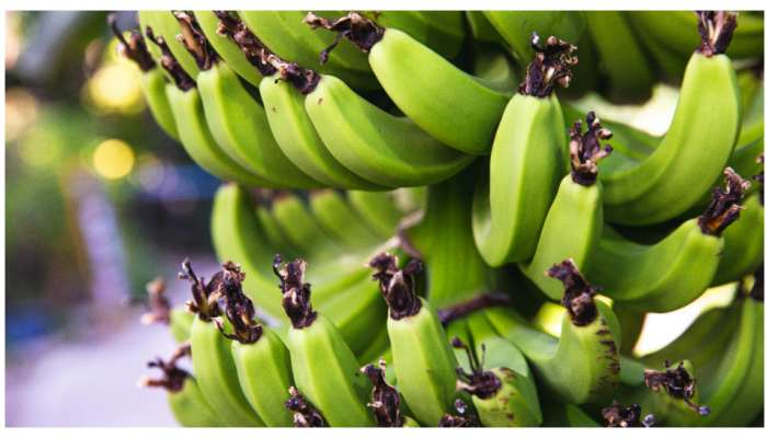 Green Banana Health Benefits: పచ్చిఅరటికాయ 5 ప్రయోజనాలు తెలిస్తే.. రోజూ తింటూనే ఉంటారు..