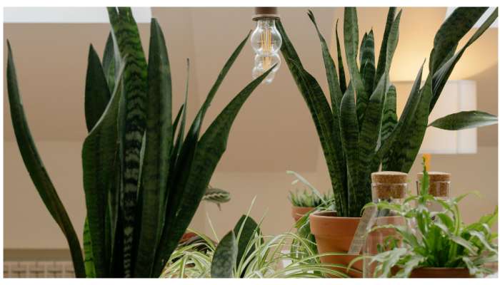 Snake Plant Vastu: స్నేక్ ప్లాంట్  ఈ దిశలో పెడితే ఆ ఇంట డబ్బేడబ్బు..