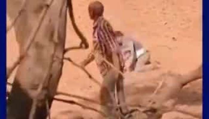 Journalist brave Fighting With Leopard in Rajasthan video goes viral on social media pa
