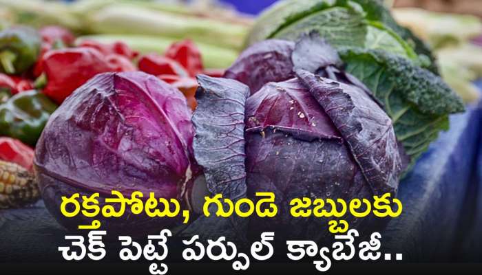 Purple Cabbage Benefits: రక్తపోటు, గుండె జబ్బులకు చెక్‌ పెట్టే పర్పుల్ క్యాబేజీ.. తినండి ఇలా..