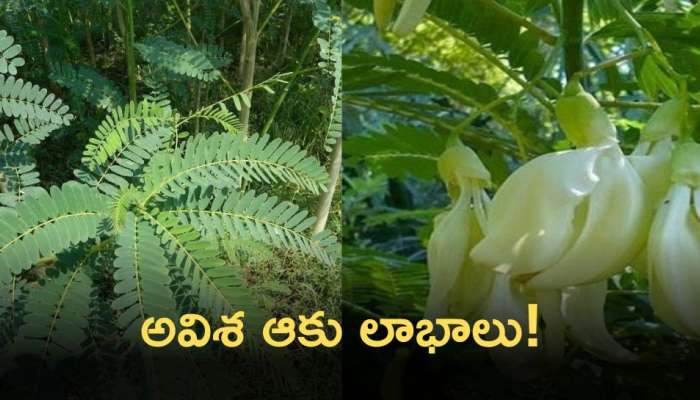 Avisha Leaves Uses: అవిశ ఆకు వల్ల కలిగే ఆరోగ్యలాభాలు, ప్రయోజనాలు !