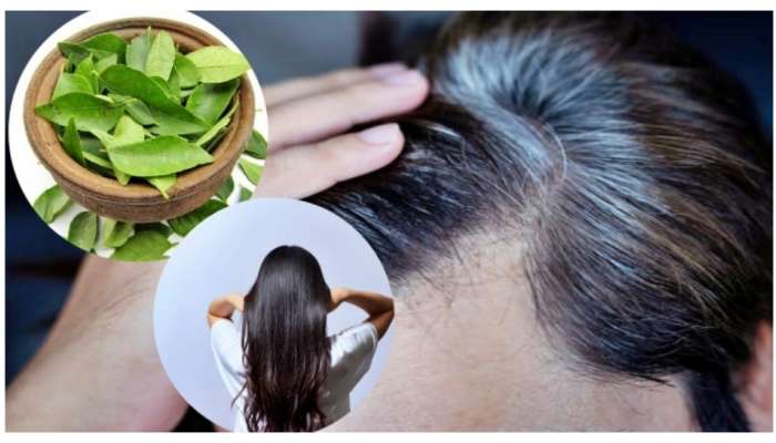 Hair Growth Curry Leaves Oil: తెల్ల వెంట్రుకలకు చెక్ పెట్టే కరివేపాకు ఆయిల్ ఇలా తయారు చేసుకోండి