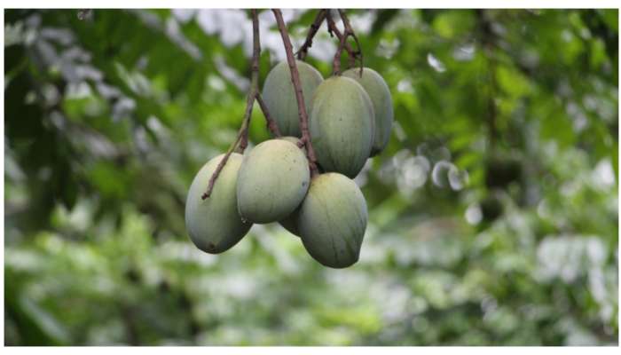 Benefits of Raw Mangoes in Summer: ఎండకాలం పచ్చిమామిడికాయ తింటే 10 ఆరోగ్య ప్రయోజనాలు పొందుతారు..