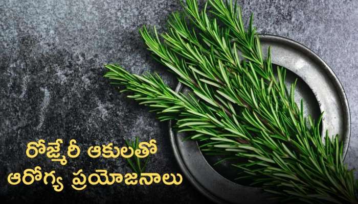 Rosemary Leaves: రోజ్మెరీ ఆకులతో కలిగే ఆరోగ్య ప్రయోజనాలు తెలుసా?