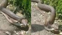 Snakes Viral Video: ఒళ్లు గగుర్పొడిచే వీడియో..ఒకేసారి రెండు పాములపై కింగ్ కోబ్రాదాడి