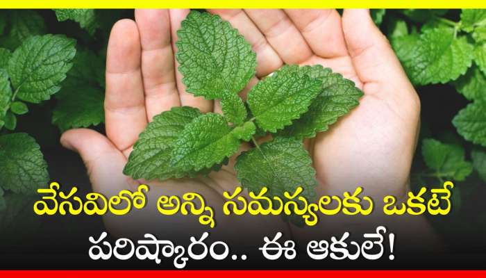 Spearmint Leaves | Zee News Telugu