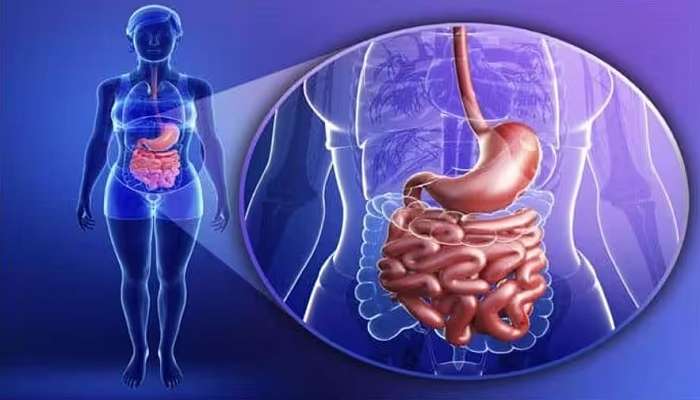 Gut Health: మనిషి ఆరోగ్య రహస్యాలు దాగున్నది ప్రేవుల్లోనే, నిపుణుల అధ్యయనం