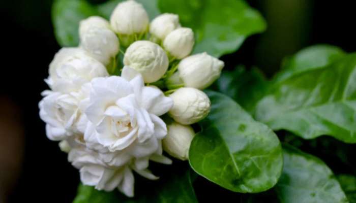 Jasmine Flower : మల్లెపువ్వే కదా అని తీసిపారేయద్దు.. దానికి మించిన దివ్య ఔషధం లేదు..
