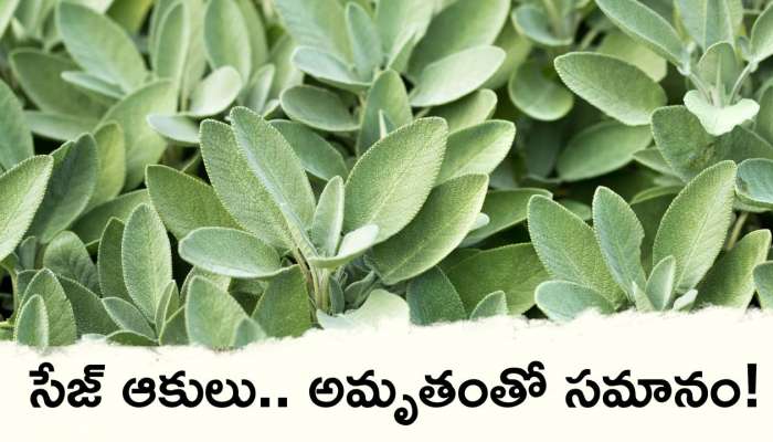 Sage Leaves Uses: అద్భుతమైన ఔషధ గుణాలు కలిగిన సేజ్ ఆకులు.. అమృతంతో సమానం!