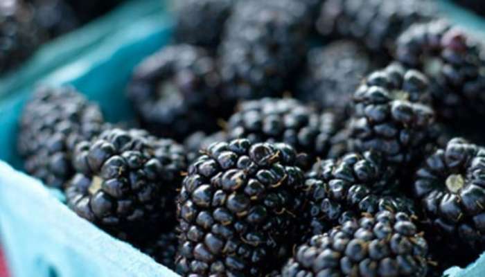 Blackberries Uses: బ్లాక్‌బెర్రీస్ తింటున్నారా? తినకపోతే ఇప్పుడే తినేయండి..ఎందుకంటే!