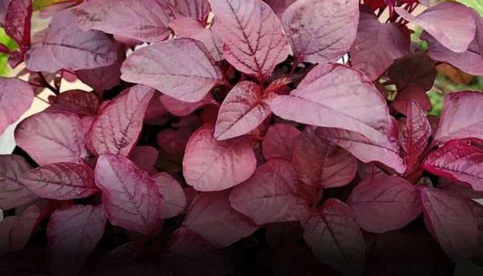 Amaranth Leaves: ఆకుకూరల్లో అమర్‌నాథ్ గొప్ప ఔషధం..తప్పకుండా తెలుసుకోండి!