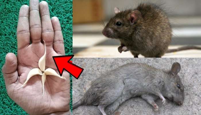 Natural Ways To Get Rid Of Rats: ఇలా చేస్తే మీ ఇంట్లోకి ఎలుకలు అస్సలు రావు.. ఉన్నవి కూడా పారిపోవడం ఖాయం!