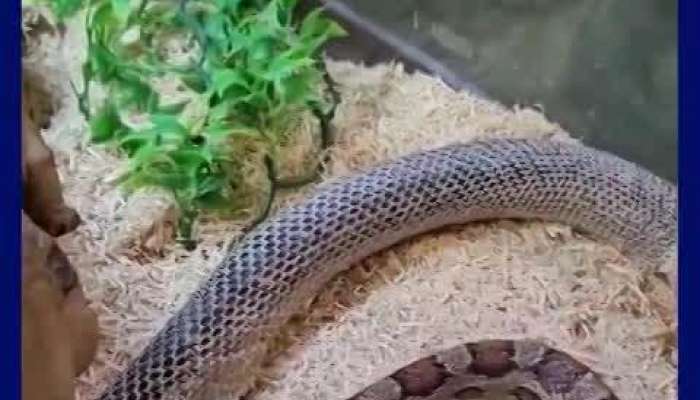 venomous snake started to shed his skin video goes on social media pa