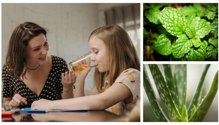 4 cooling Herbs in Summer: వేసవి వేడి నుంచి ఈ 4 మూలికలు మీ పిల్లల్ని కాపాడతాయి.. శరీరాన్ని చల్లగా ఉంచుతాయి..