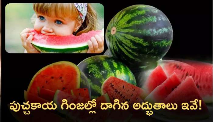 Water Melon Seeds: పుచ్చకాయ గింజల్లో దాగిన అద్భుతాలు ఇవే!