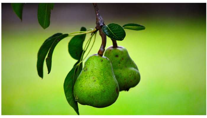 Pear fruit Health Benefits: పియర్ ఫ్రూట్ తింటే దీర్ఘకాలం పాటు జీవిస్తారట..