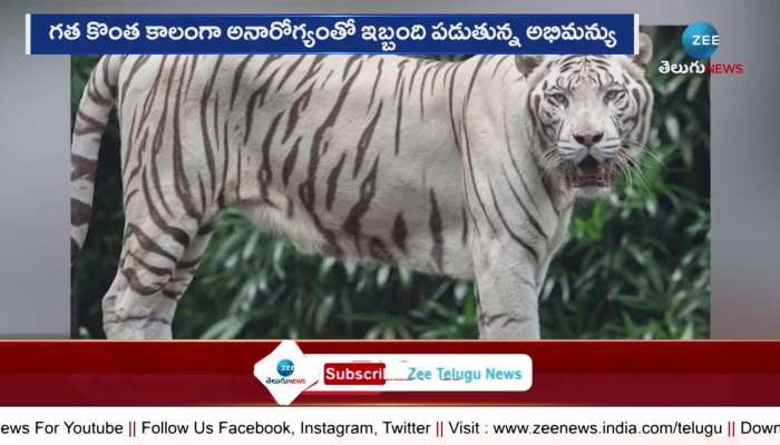 Bengal Tiger Incident In Nehru Zoo Park 
