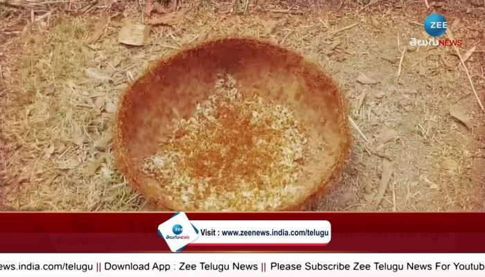 Tribal Food: Tribals Eating Eggs Laid By Ants