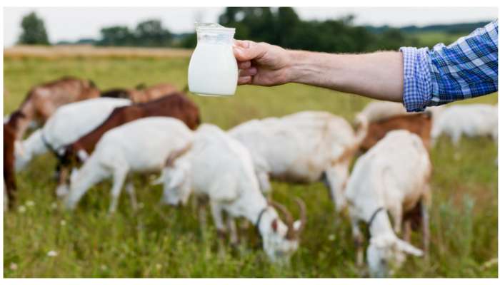 Goat Milk Benefits: మేకపాలలో ఉన్న లాభాలు తెలిస్తే.. ఆవు, గేదె పాలు తాగడం వెంటనే మానేస్తారు..