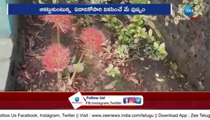 Rare Flowers: May Flower In Mulugu District Is The Most Amazing