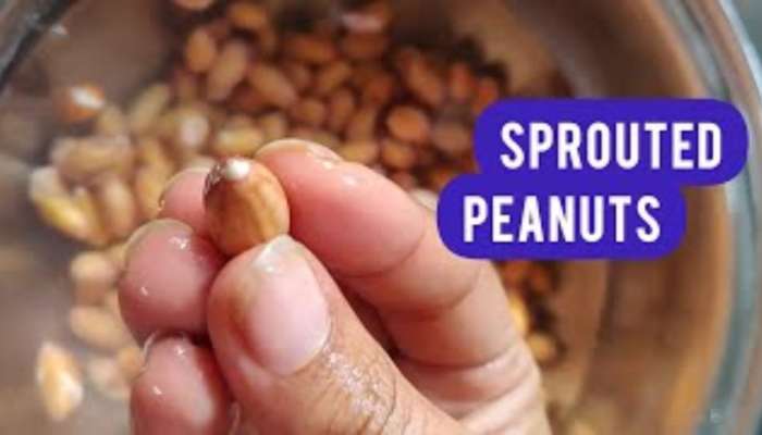  Sprouted Peanuts: పల్లీలను మొలకెత్తించి తినడం వల్ల కలిగే అద్భుత లాభాలు తెలుసా..?