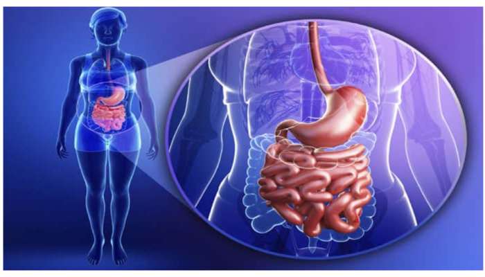 Gut Healthy Fruits: పేగు ఆరోగ్యానికి 5 పండ్లు గ్యాస్ అజీర్తి జాడే ఉండదు..