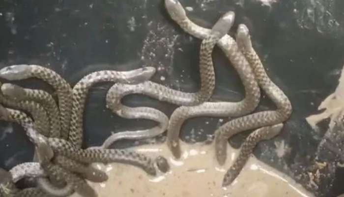 Snakes crawl: బాప్ రే.. బాత్రూంలో బైటపడిన 30 కు పైగా పాములు.. షాకింగ్ వీడియో వైరల్..