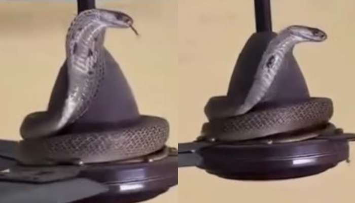 Snake: వామ్మో.. ఫ్యాన్ మీద ప్రత్యక్షమైన భయంకరమైన పాము.. వైరల్ గా మారిన షాకింగ్ వీడియో..