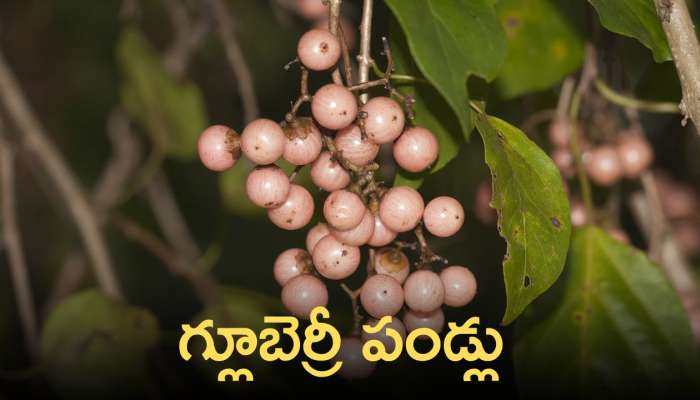 Glue Berry: గ్లూబెర్రీ పండ్లు వందల సమస్యలకు  ఔషధం.! 