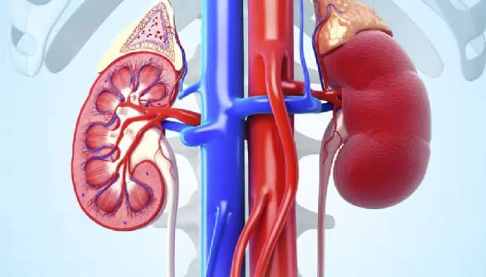 Kidney Health tips: ఈ 4 టిప్స్ పాటిస్తే కిడ్నీలు సదా ఆరోగ్యంగా ఉంటాయి