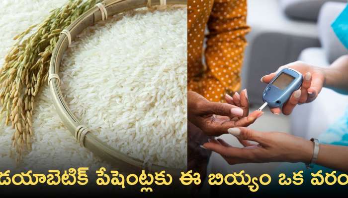 Samba Masuri Rice: డయాబెటిక్ పేషెంట్లకు ఈ బియ్యం ఒక వరం! ఎందుకంటే?