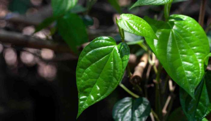 Betel Leaf Uses: తమలపాకు లో ఎన్ని ఆరోగ్య ప్రయోజనాలు ఉన్నాయో తెలుసా!