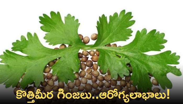 Coriander Water: కొత్తిమీర గింజలు రాత్రంతా నీళ్లలో నానబెట్టి.. ఉదయాన్నే ఖాళీ కడుపుతో తాగితే..?