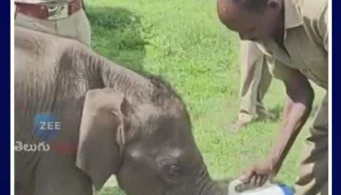 cop support for baby elephant rescue video viral pa