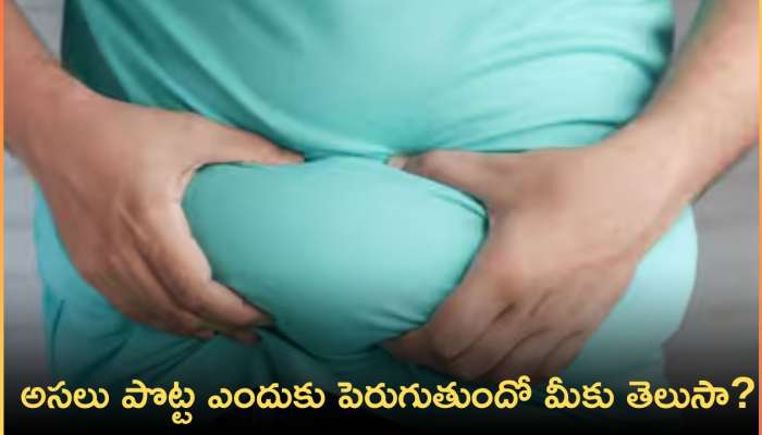 Belly Fat Stomach: అసలు పొట్ట ఎందుకు పెరుగుతుందో మీకు తెలుసా? 