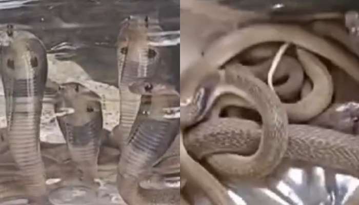 Snakes: వామ్మో..ఇంట్లో బైట పడ్డ 32 పాము పిల్లలు.. షాకింగ్ వీడియో వైరల్..