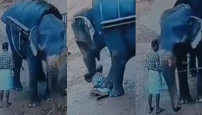 Elephant Attacks On Mahout: మావటిని రెండుకాళ్లతో పిండి పిండి చేసిన ఏనుగు.. షాకింగ్ వీడియో వైరల్..