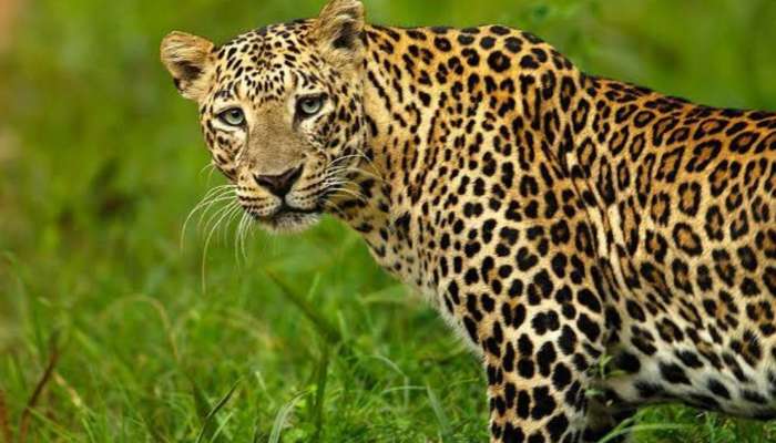 Leopard Mauls: ఏపీలో చిరుత పులి పుంజా.. కట్టెల కోసం వెళ్లిన మాజీ ఉప సర్పంచ్‌ మృతి